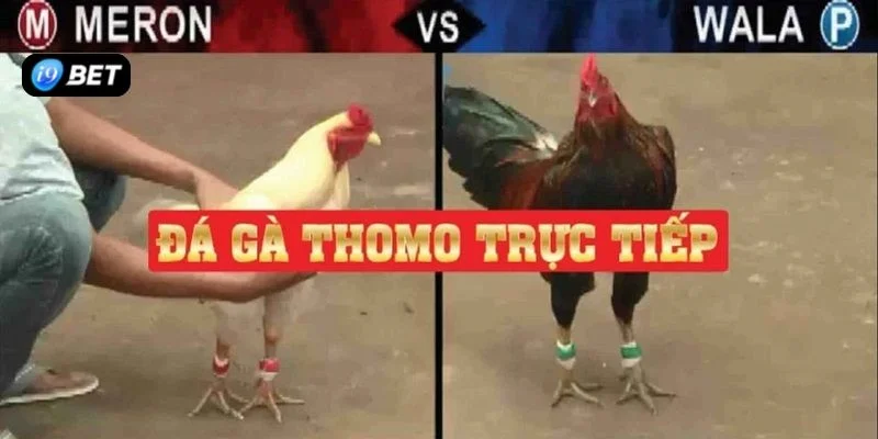 Cách Chơi Đá Gà Trực Tuyến Chi Tiết Cho Tân Thủ Nhập Môn - VIXPLAY.BEST