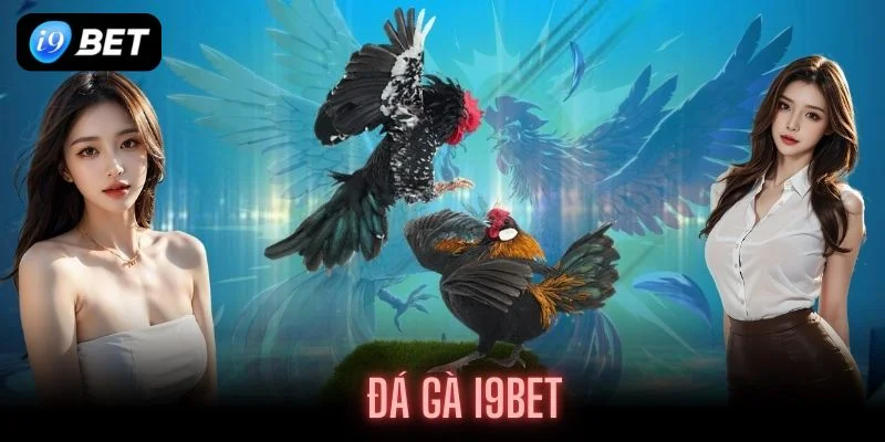 Đá Gà I9BET- Thế Giới Giải Trí Chọi Gà Đỉnh Cao Cho Dân Chơi - VIXPLAY.BEST