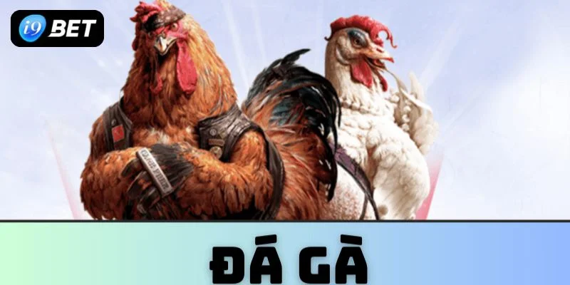 Đá Gà I9BET- Thế Giới Giải Trí Chọi Gà Đỉnh Cao Cho Dân Chơi - VIXPLAY.BEST