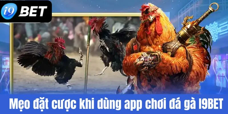 App Chơi Đá Gà I9BET – Cược An Toàn, Rút Tiền Siêu Tốc - VIXPLAY.BEST