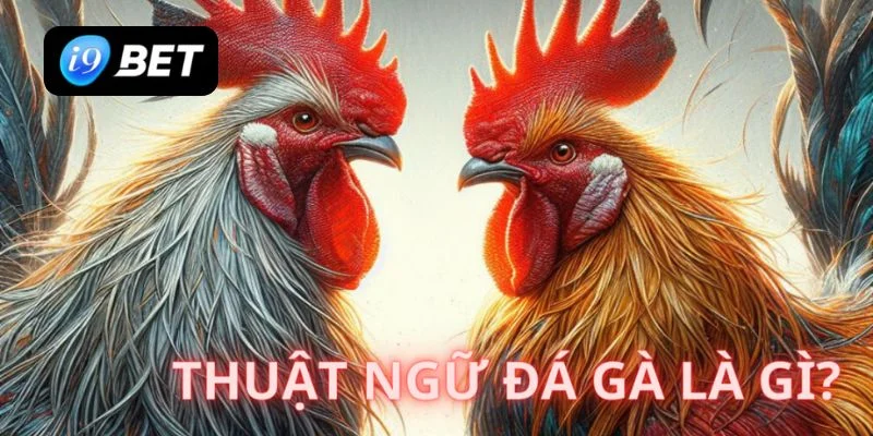 Giải Mã Những Thuật Ngữ Đá Gà I9BET Mà Sư Kê Cần Biết - VIXPLAY.BEST