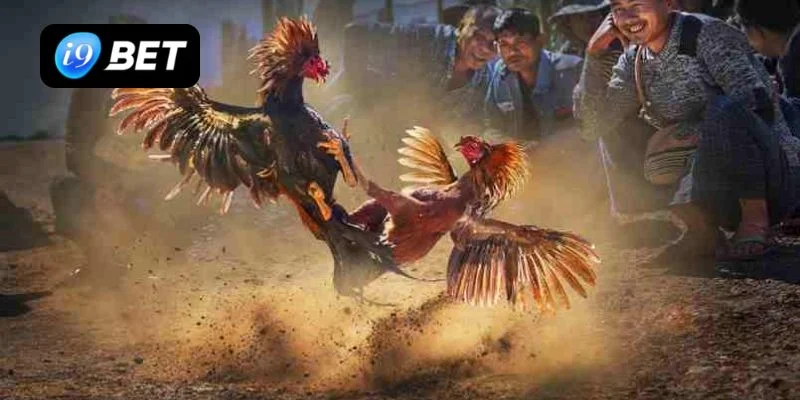 Giải Mã Những Thuật Ngữ Đá Gà I9BET Mà Sư Kê Cần Biết - VIXPLAY.BEST